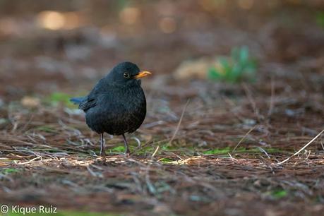 Mirlo común: de huidizo a confiado Mirlo común: de huidizo a confiado