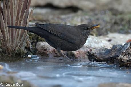 Mirlo común: de huidizo a confiado Mirlo común: de huidizo a confiado