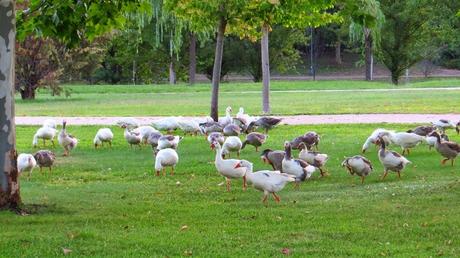 Mérida Running o corriendo como un romano, con sandalias Mérida Running o corriendo como un romano, con sandalias