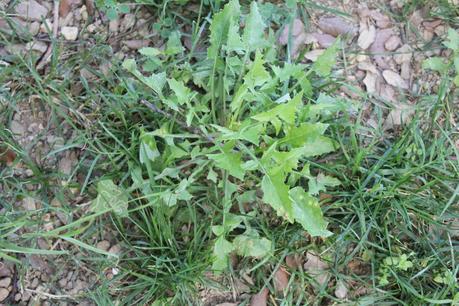 DIENTE DE LEON DIENTE DE LEON