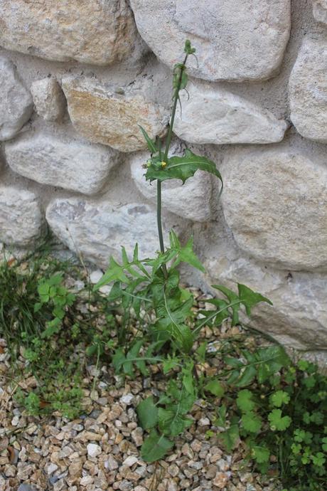 DIENTE DE LEON DIENTE DE LEON