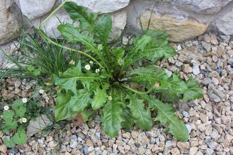 DIENTE DE LEON DIENTE DE LEON