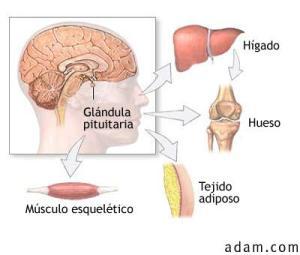 Hormona del crecimiento y riesgo de ictus 15176