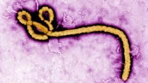 Sencilla Prueba detecta el Virus del Ebola en 30 minutos