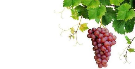 LA UVA Y SUS BENEFICIOS PARA LA OSTEOARTRITIS artricenter