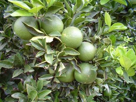 El campo de naranjas en La Barraca d'Aigües Vives