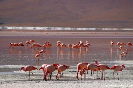 Flamingos en la laguna colorada