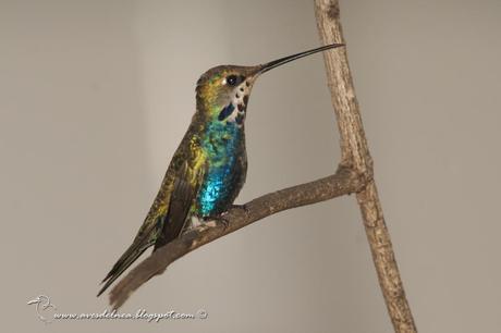 Picaflor de parbijo (Blue-tufted Starthroat) Heliomaster furcifer