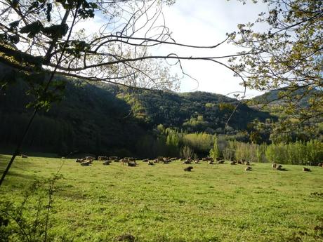 Mirador de El Pichirilo. Valle de Benasque Mirador de El Pichirilo. Valle de Benasque