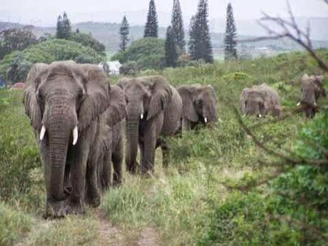 13 Historias de animales que te tocarán el corazón. Historias de animales que te emocionarán