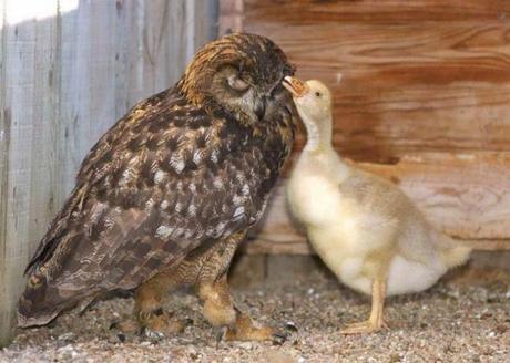 13 Historias de animales que te tocarán el corazón. Historias de animales que te emocionarán