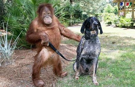 13 Historias de animales que te tocarán el corazón. Historias de animales que te emocionarán