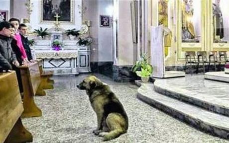 13 Historias de animales que te tocarán el corazón. Historias de animales que te emocionarán