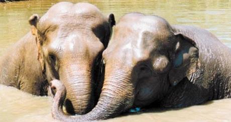 13 Historias de animales que te tocarán el corazón. Historias de animales que te emocionarán