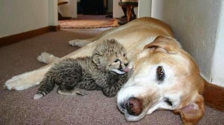 13 Historias de animales que te tocarán el corazón. Historias de animales que te emocionarán