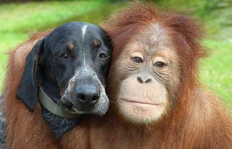 13 Historias de animales que te tocarán el corazón. Historias de animales que te emocionarán