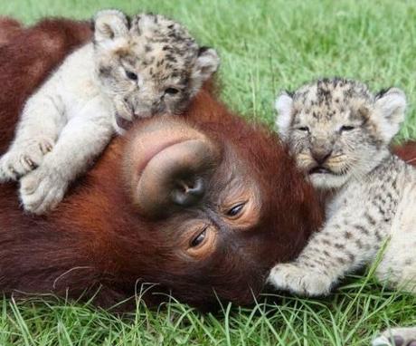 13 Historias de animales que te tocarán el corazón. Historias de animales que te emocionarán