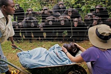 13 Historias de animales que te tocarán el corazón. Historias de animales que te emocionarán