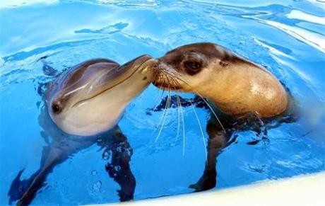 13 Historias de animales que te tocarán el corazón. Historias de animales que te emocionarán