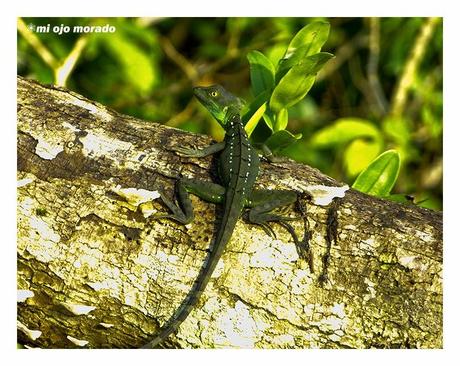 Costa Rica. Parque Nacional de Tortuguero