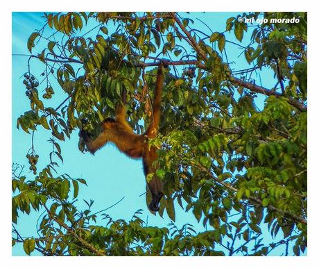 Costa Rica. Parque Nacional de Tortuguero