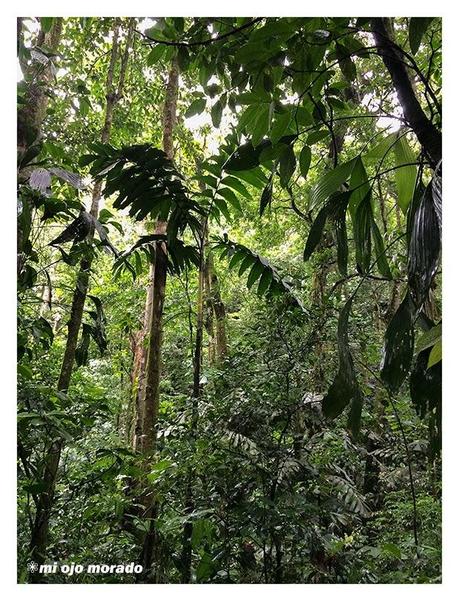 Costa Rica. Parque Nacional de Tortuguero