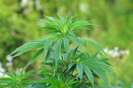Marihuana puede ofrecer tratamiento para la enfermedad de Alzheimer marihuana alhzeimer