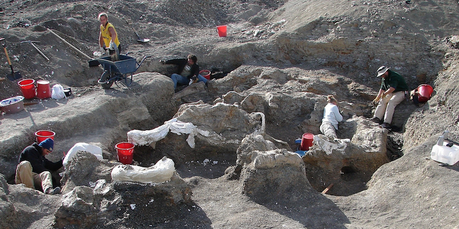 Descubierto el dinosaurio terrestre más pesado del mundo Dreadnoughtus schrani