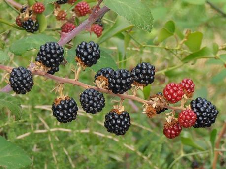 Explorando la fauna y flora de la ribera Explorando la fauna y flora de la ribera
