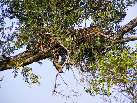 3 semanas en Kenia