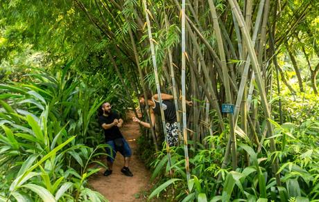 Ninjas en los bambús