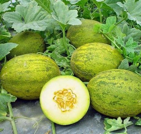 conlaneveravacia.blogspot.com MELÓN