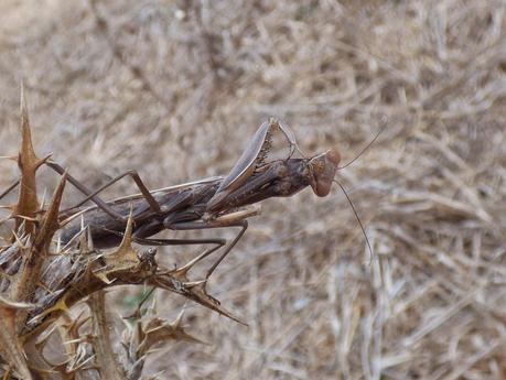 Algunos arácnidos e insectos por los alrededores de la R.N.C. Dehesa de Abajo (Puebla del Río, Sevilla) -- Some arachnids and insects around the Dehesa de Abajo Natural Reserve (Southern Spain)