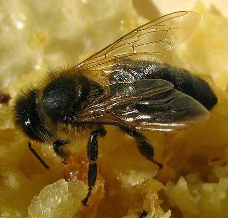 Las bacterias de las abejas, posible alternativa a los antibióticos