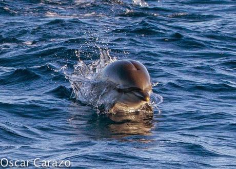 ORCAS Y ATUNES ROJOS