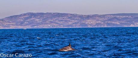 ORCAS Y ATUNES ROJOS