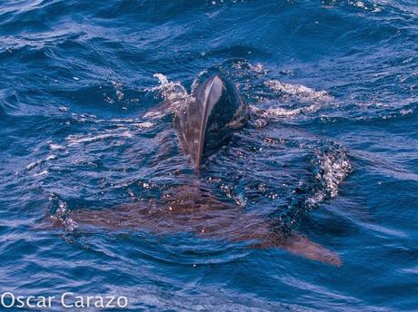 ORCAS Y ATUNES ROJOS