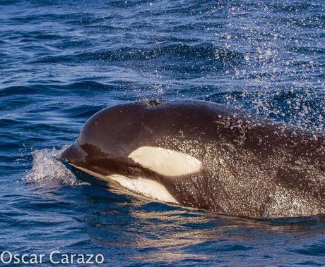 ORCAS Y ATUNES ROJOS