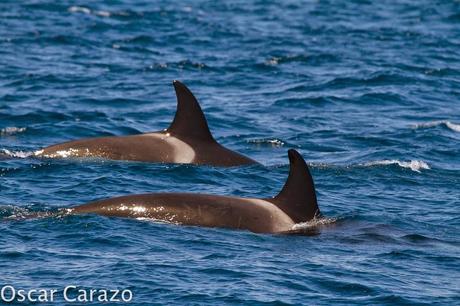 ORCAS Y ATUNES ROJOS