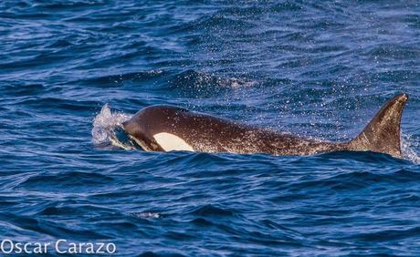 ORCAS Y ATUNES ROJOS