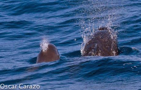 ORCAS Y ATUNES ROJOS