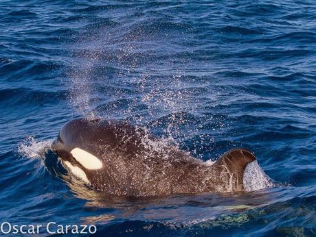 ORCAS Y ATUNES ROJOS