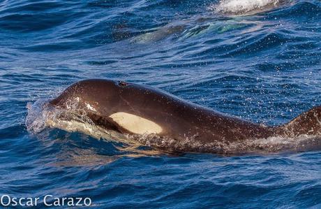 ORCAS Y ATUNES ROJOS