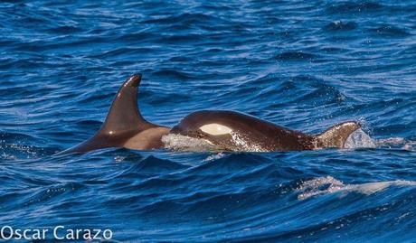 ORCAS Y ATUNES ROJOS