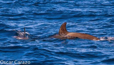 ORCAS Y ATUNES ROJOS