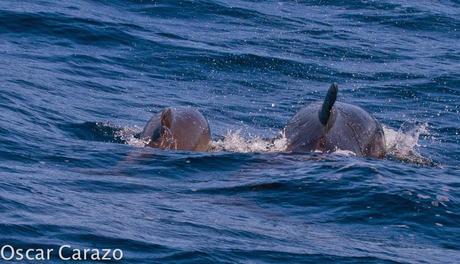 ORCAS Y ATUNES ROJOS