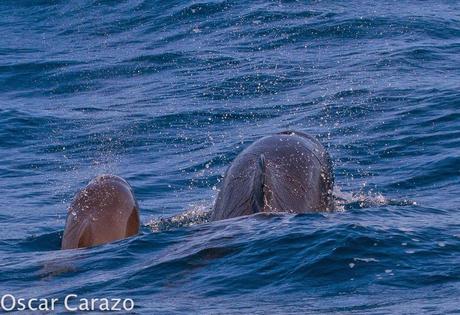 ORCAS Y ATUNES ROJOS