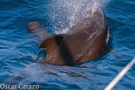 ORCAS Y ATUNES ROJOS