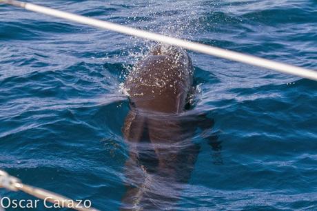 ORCAS Y ATUNES ROJOS