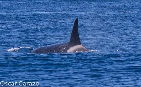 ORCAS Y ATUNES ROJOS